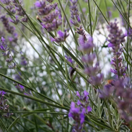 Morje Apartmán Umag