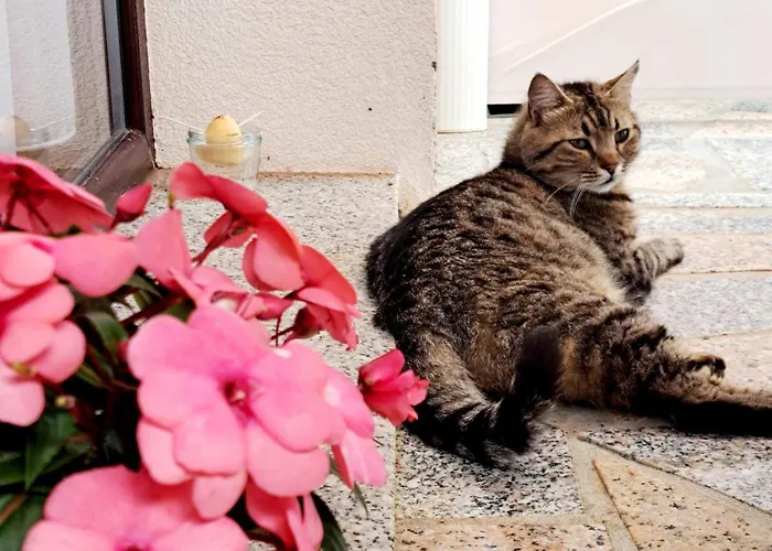 Morje 아파트 우마그