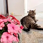 Morje Apartamento Umag