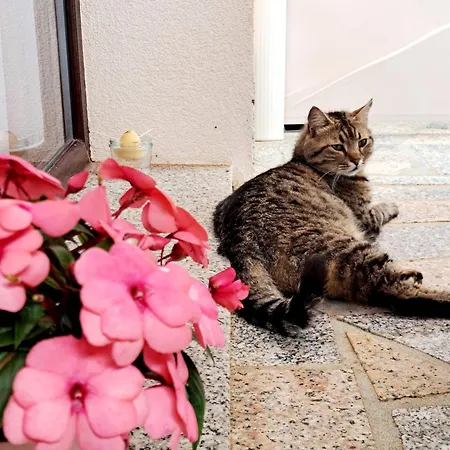 Morje Appartamento Umago